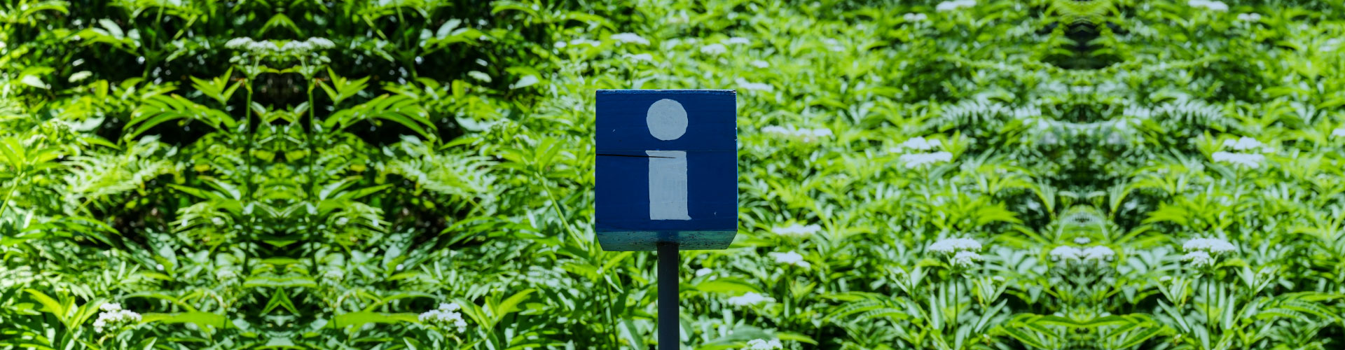 Information for Patients